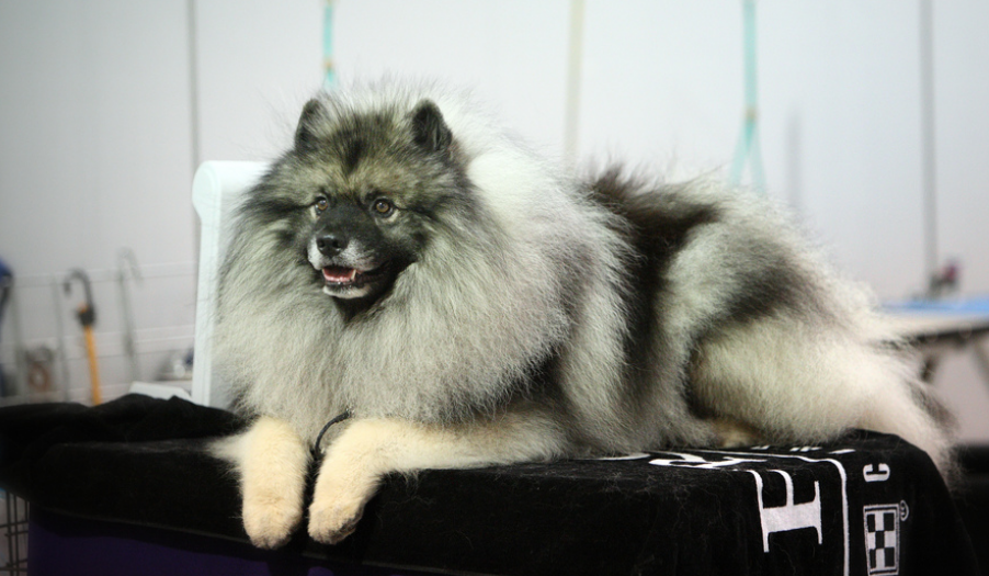 Keeshond (Spitz-loup)