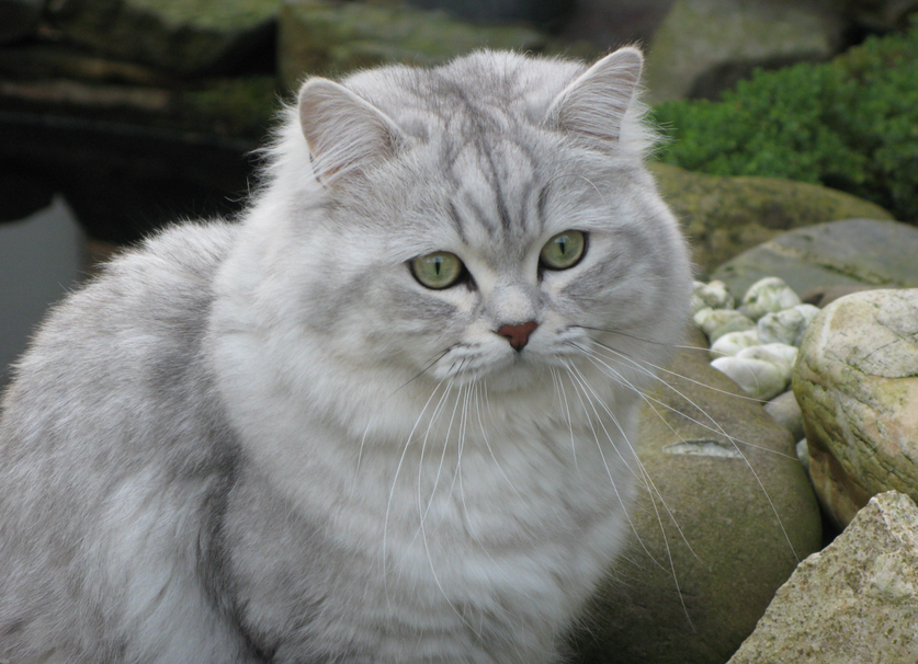 Chinchilla argenté britannique