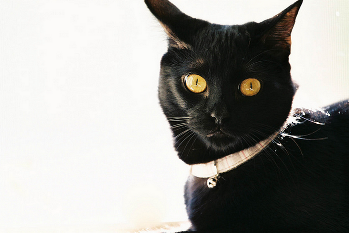 Gros plan d'un chat de Bombay