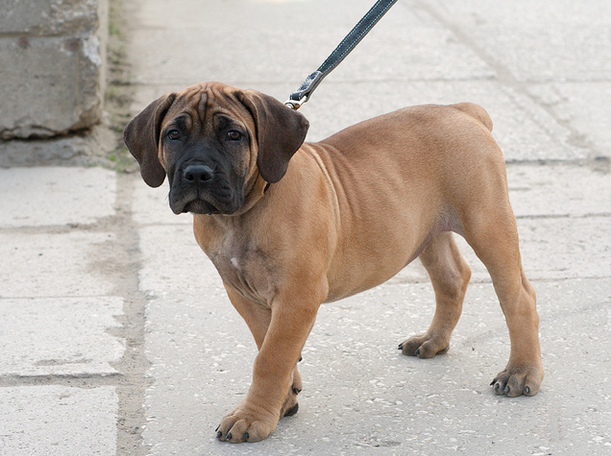 Chiot Boerboel d'Afrique du Sud