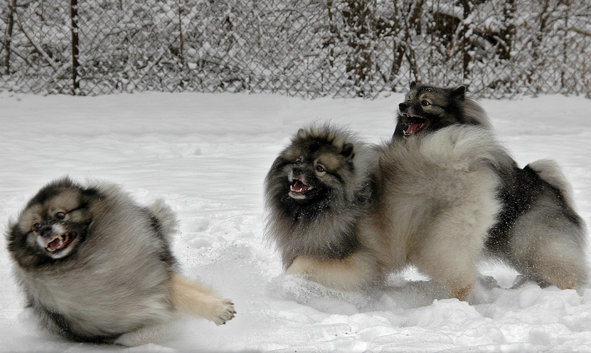 Jeux de Keeshond