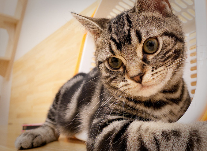 Poils courts américains