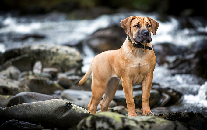 jeune Boerboel sud-africain