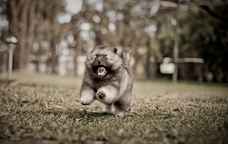 un joyeux chiot Keeshond