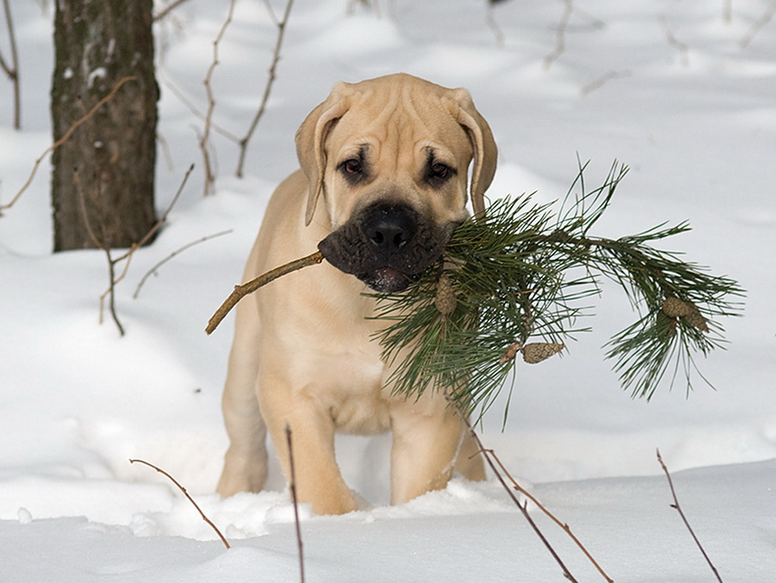 Un Boerboel sud-africain dans la neige