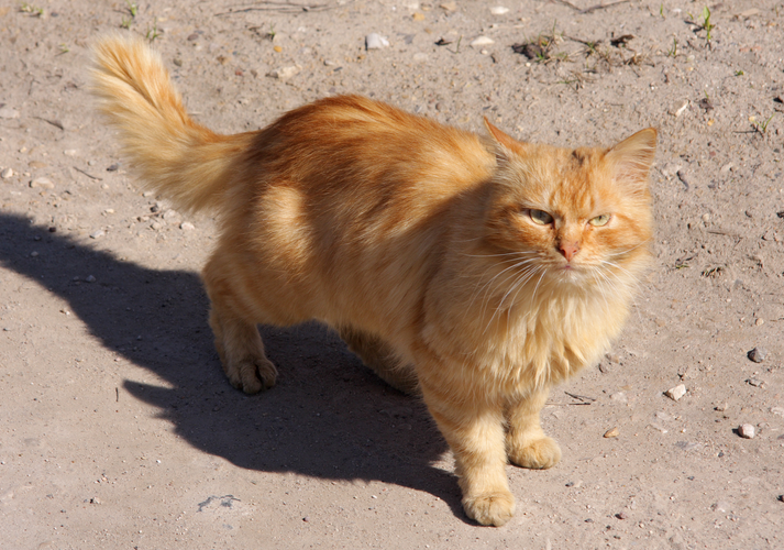 Chat British Longhair roux