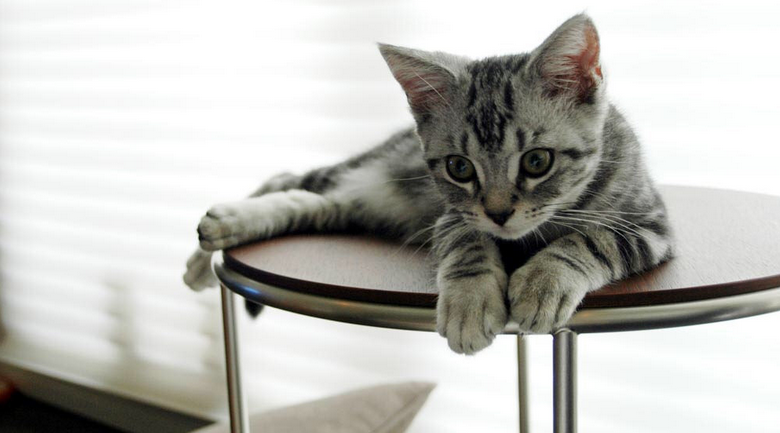 chaton American Shorthair