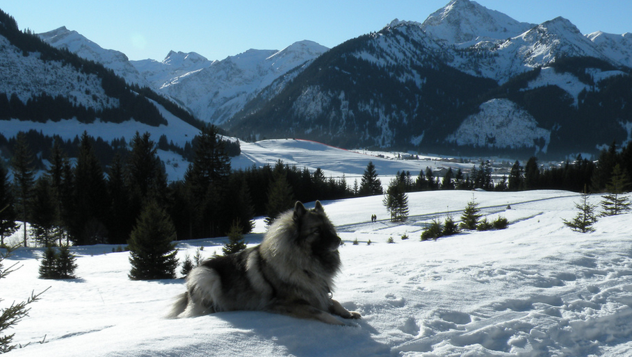 Photo d'un Keeshond (spitz-loup) dans les montagnes