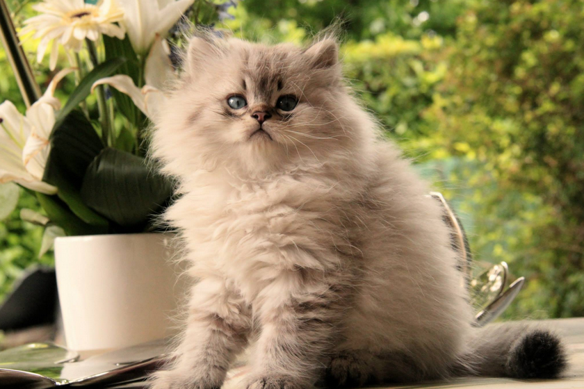 Prendre soin des Britanniques