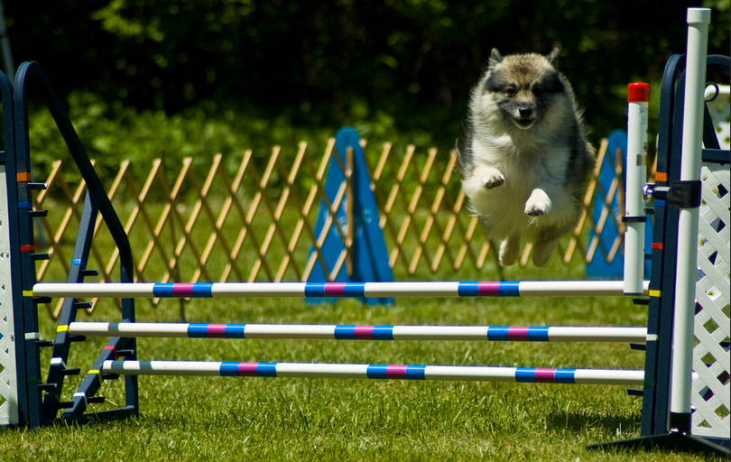 activité physique du Wolfspitz