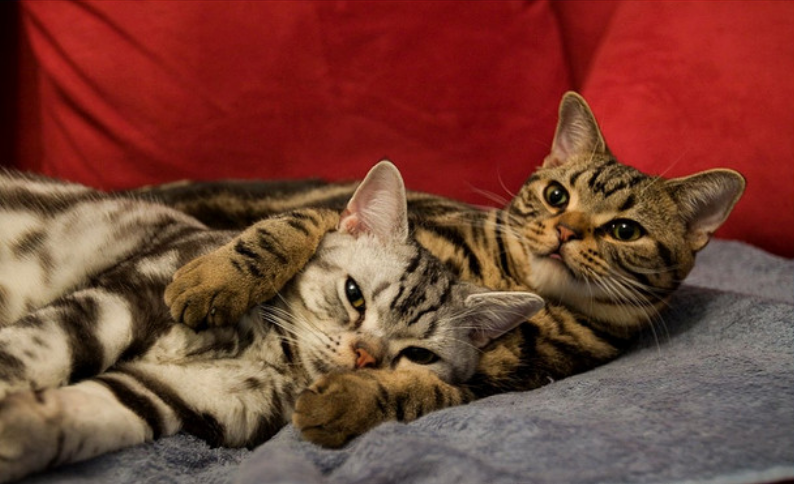 Toilettage pour American Shorthair