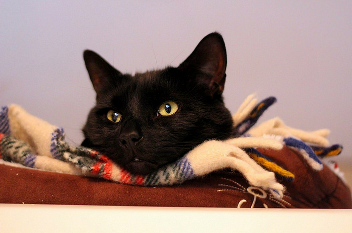 Personnalité du chat Bombay