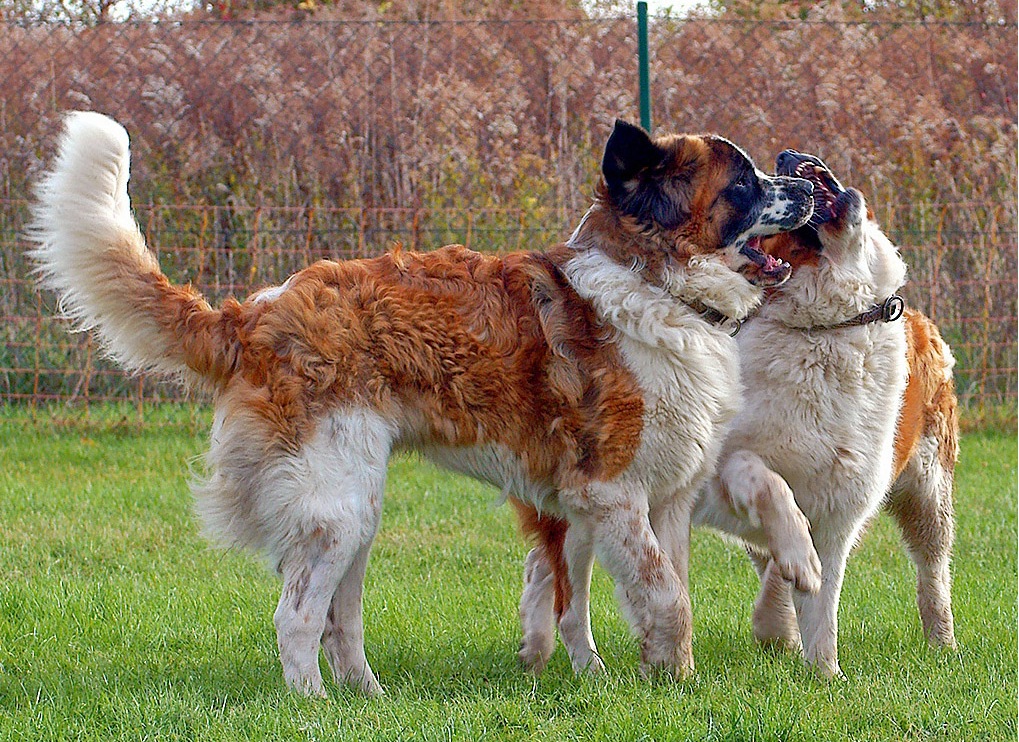 Race de chien de garde de Moscou