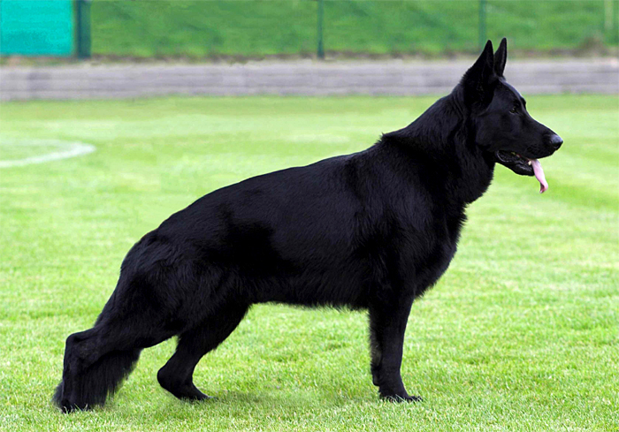 Berger allemand noir