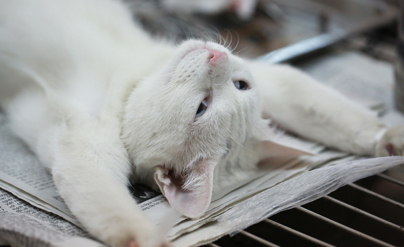 stérilisation des chats