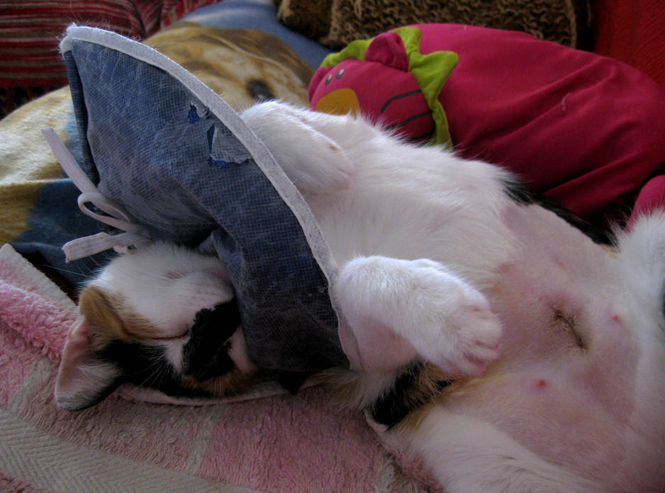 stérilisation des chats