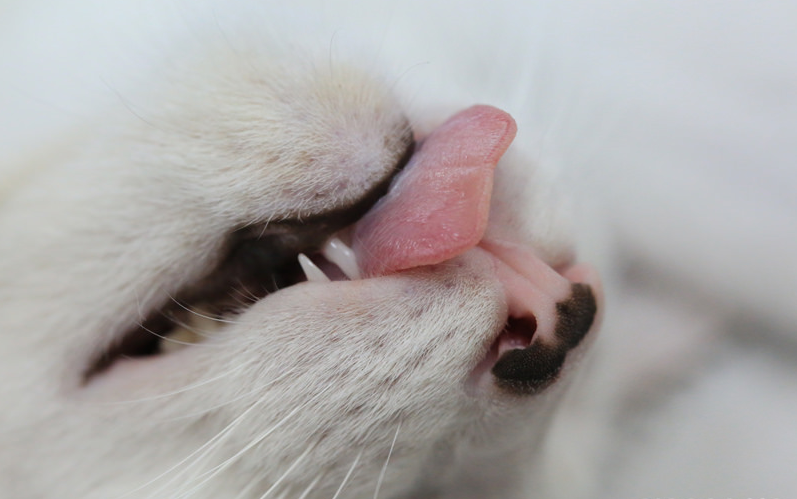 stérilisation des chats