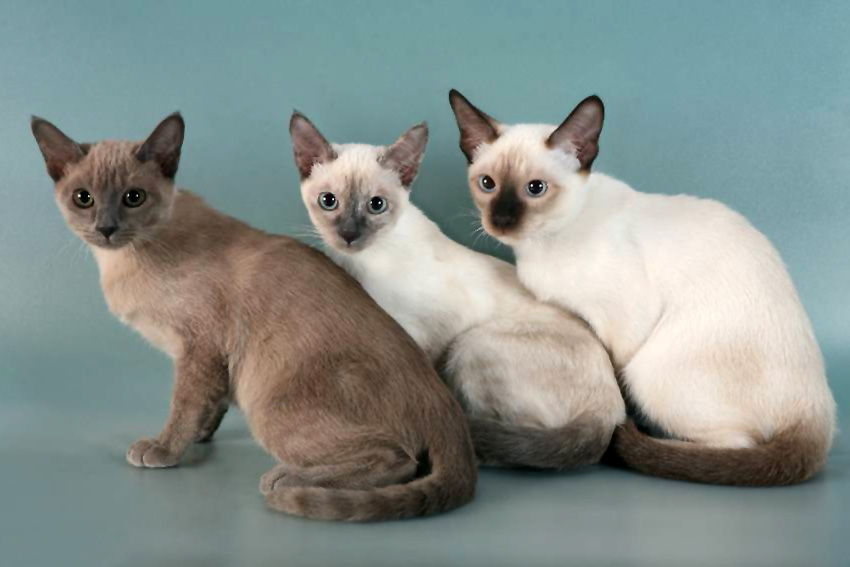maladies des chats tonkinois