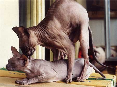 stérilisation, stérilisation des chats, chaleurs, chatte en chaleur