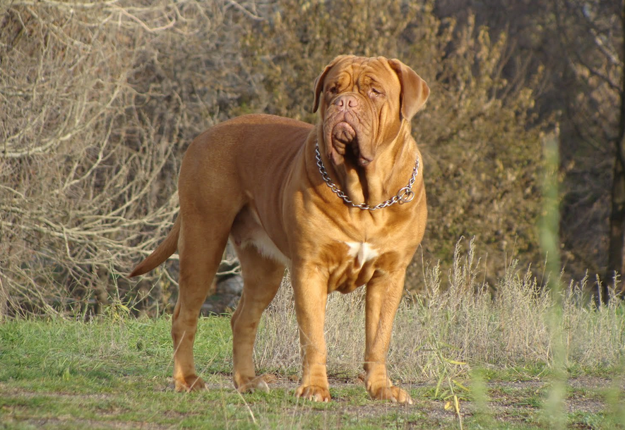 Dogue de Bordeaux (Mâtin français)