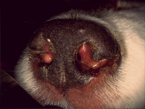 Croûtes et ulcères dans la rhinite