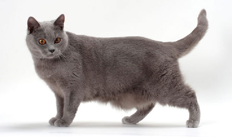 Chat Chartreux