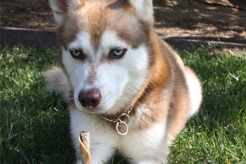 Alaskan Klee Kai