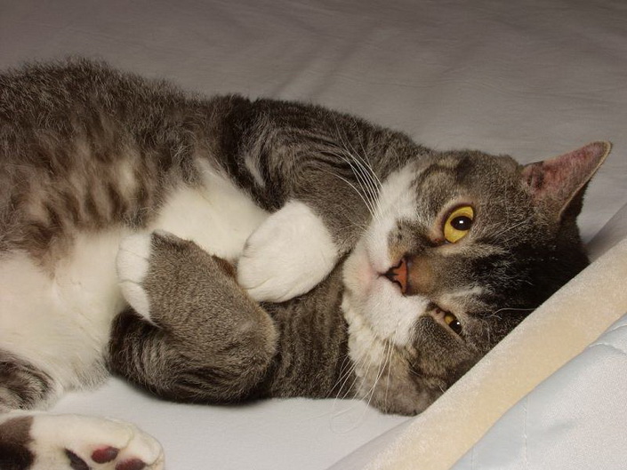 Élever des chats à poil dur