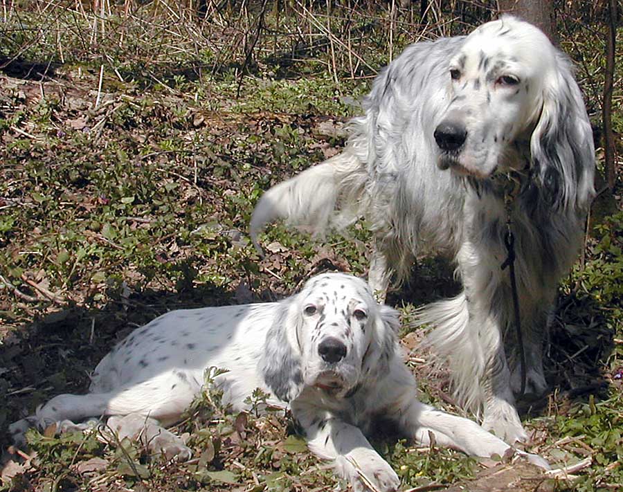 Setter anglais avec un chiot