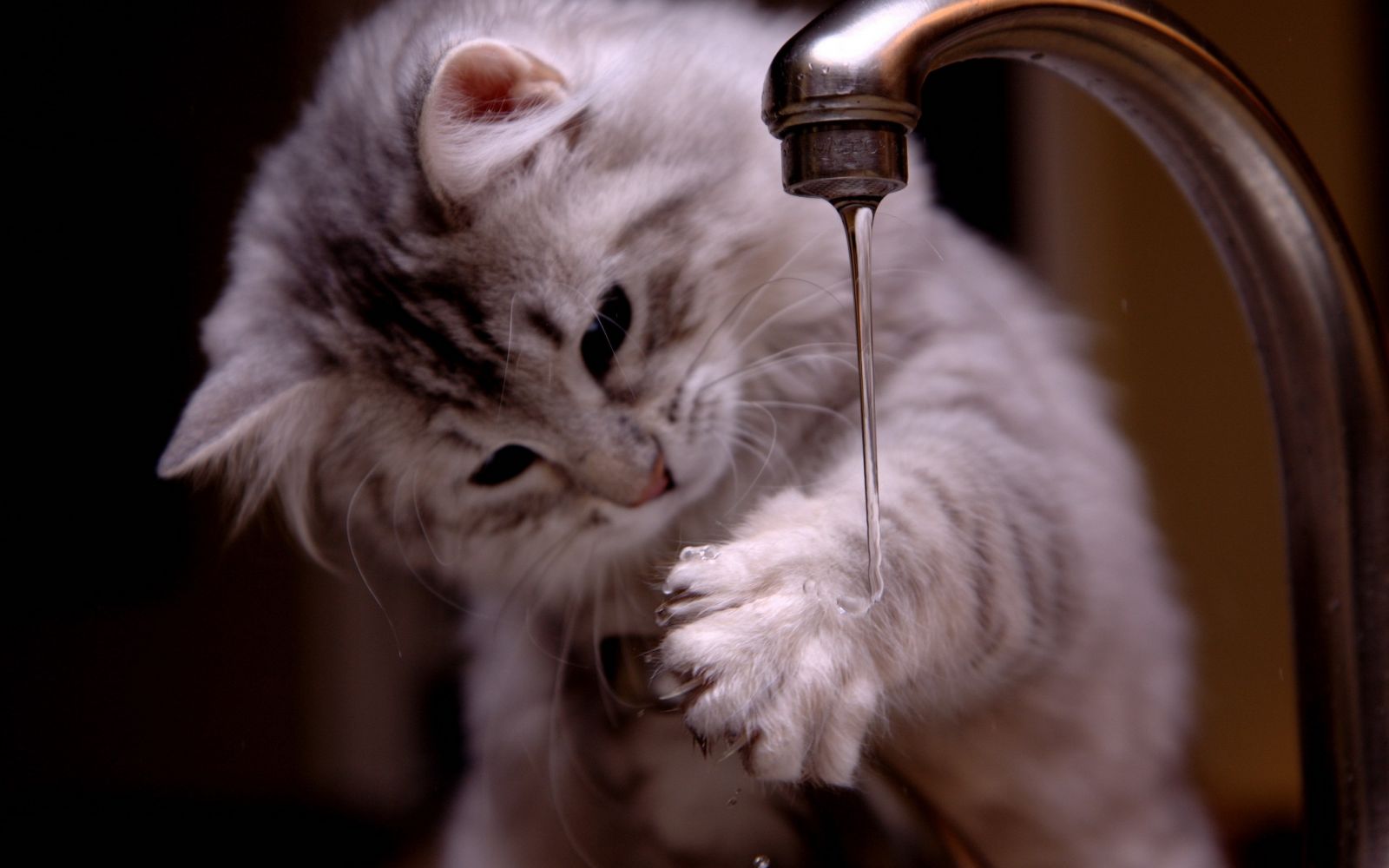 Les chats n'ont pas peur de l'eau