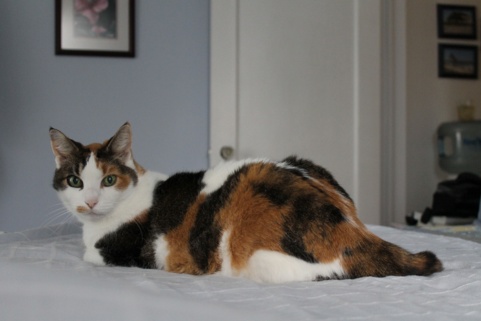 Nourrir un Bobtail japonais