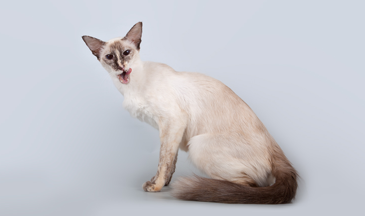 nutrition du chat javanais