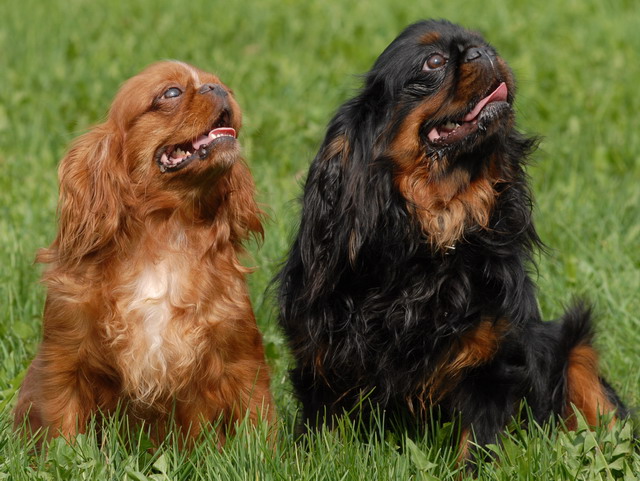Chiens King Charles Spaniel