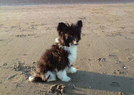 Ne faites pas de mal au chien