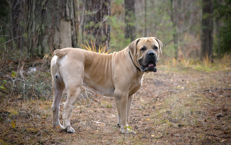 Apparence du Boerboel sud-africain