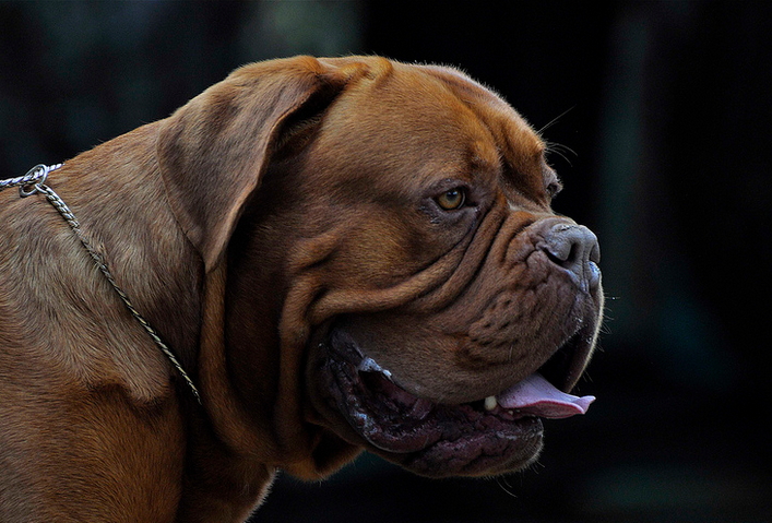 Chiens Dogue de Bordeaux