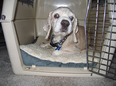 Transporteur vétérinaire