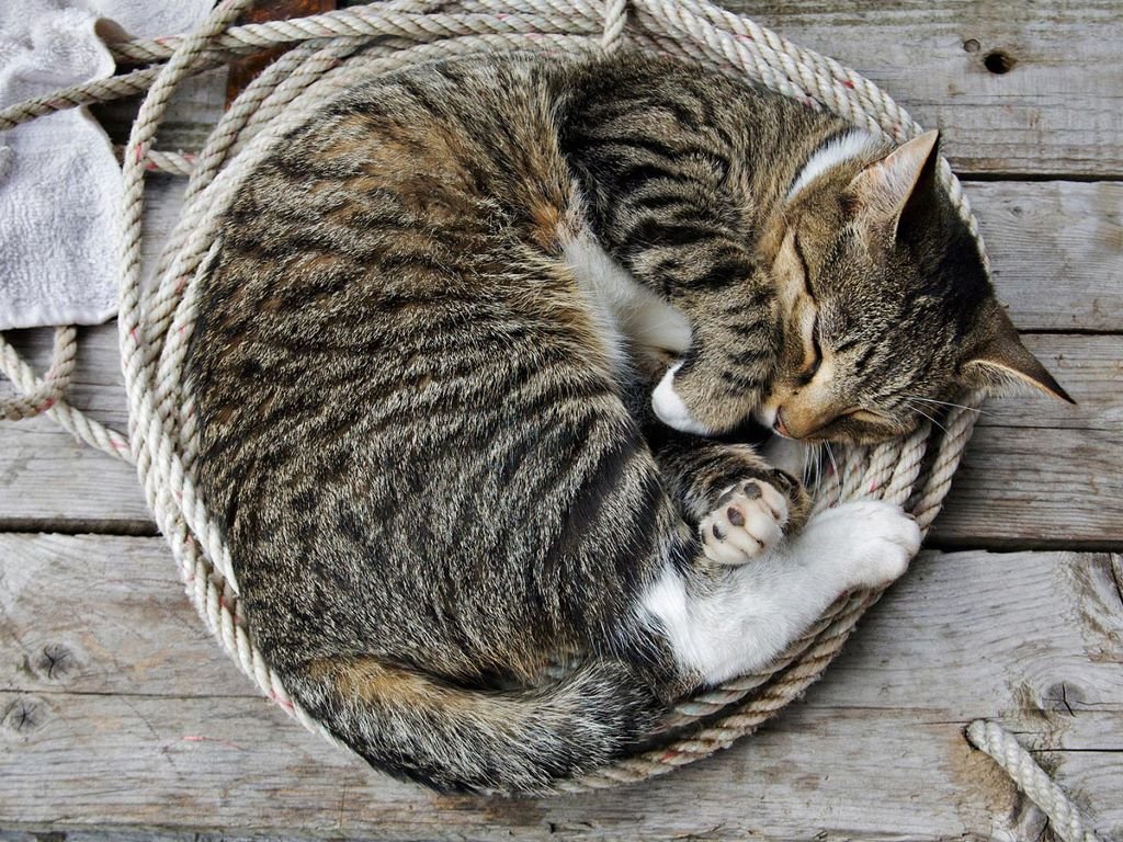 Le sommeil des chats, comment dorment les chats, sommeil des chats
