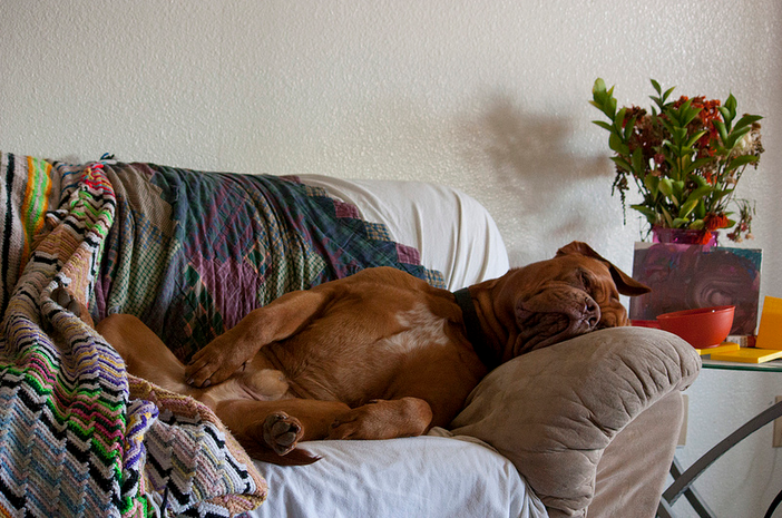 garder un chien de Bordeaux