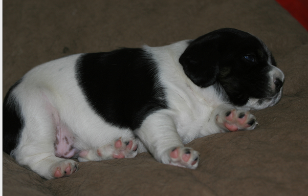 l'obésité chez un chiot