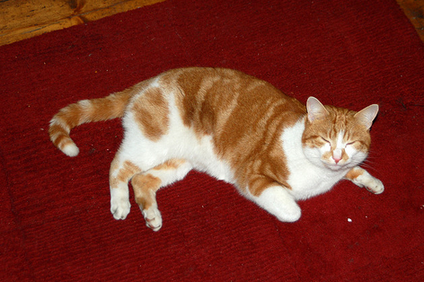 Les chats sont porteurs de toxoplasmose