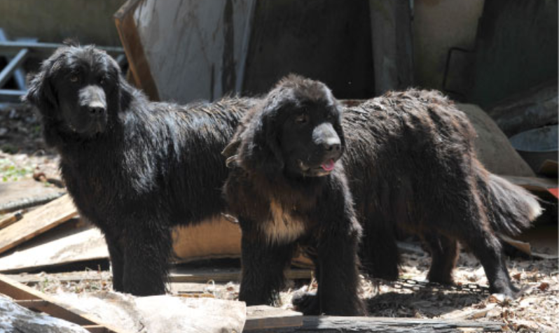 L'apparition de Karafuto-ken