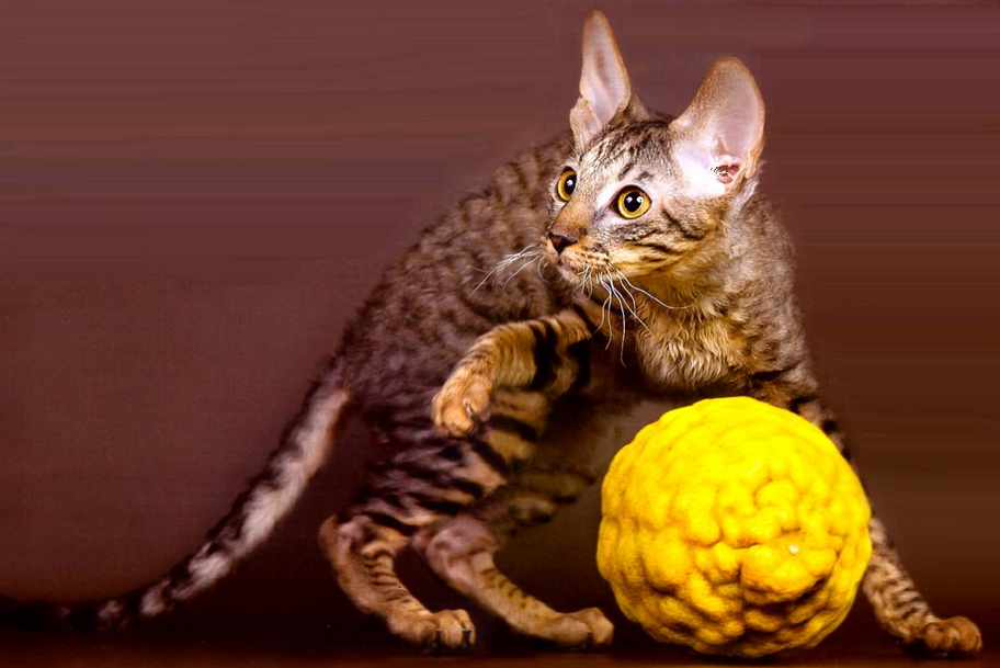 Race de chat Ural Rex