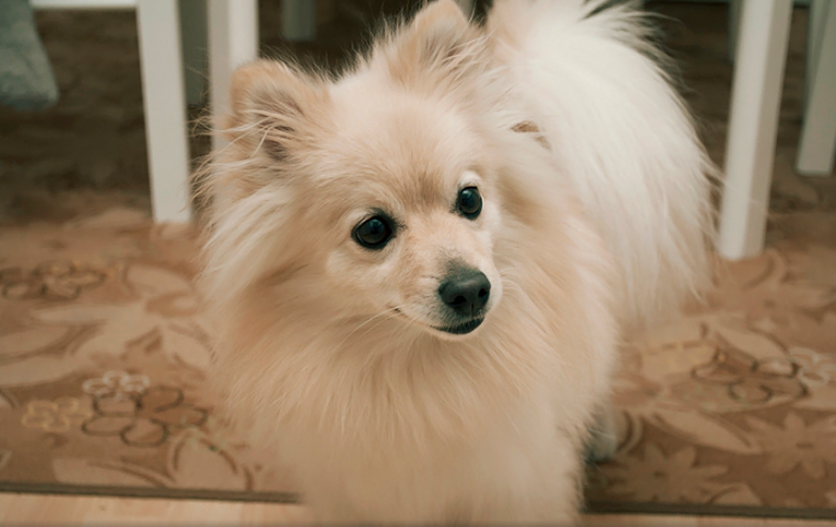 Apparence de Mittelspitz