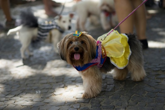 Carnaval canin de Rio (Photo 8)