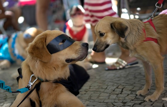 Carnaval canin de Rio (Photo 2)
