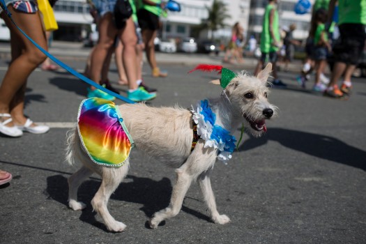 Carnaval canin de Rio (Photo 3)