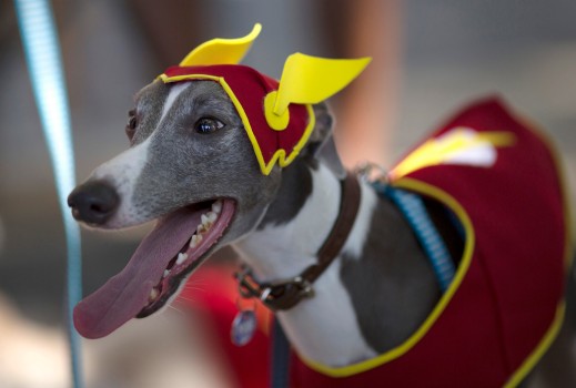 Carnaval canin de Rio (Photo 4)