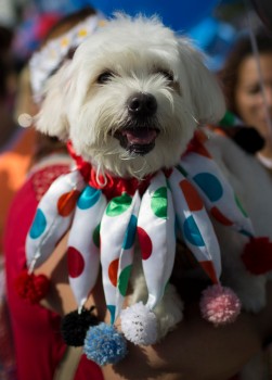 Carnaval canin de Rio (Photo 5)
