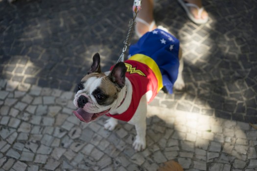Carnaval canin de Rio (Photo 6)